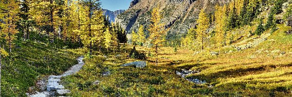 Ścieżka, Góry, Lasy, Jesień, Park Narodowy Yoho, Kanada