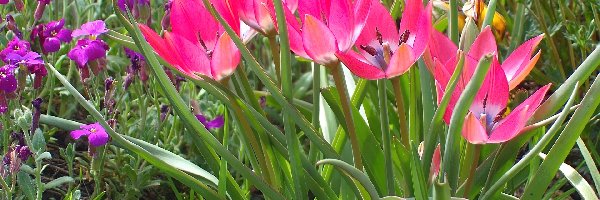 Rabatka, Miniaturowe, Tulipany