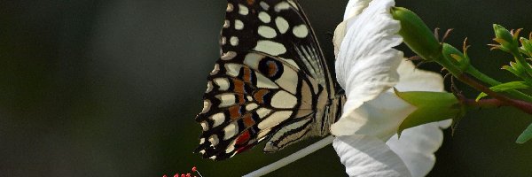 Biały, Hibiskus, Kwiat, Motyl