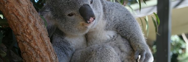 Drzewo, Łapka, Koala