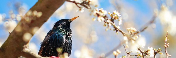 Ptak, Drzewo, Kwitnące, Szpak