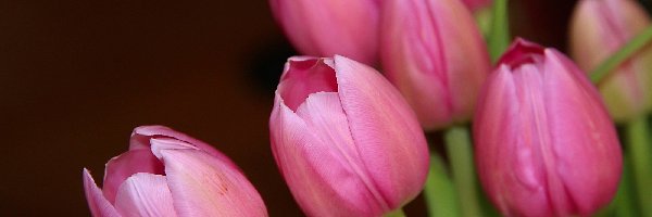 Tulipany