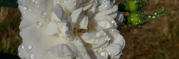 Biała, Krople, Róża, Kwiat