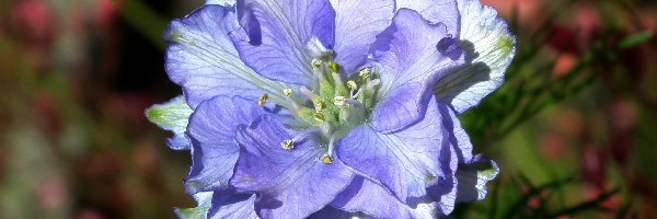 Niebieski, Kwiat, Przyroda