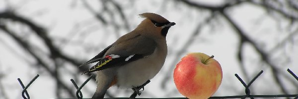 różowe, lotki, żółte, Jemiołuszka