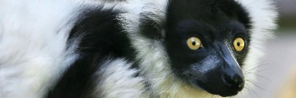 Oczy, Mordka, Lemur