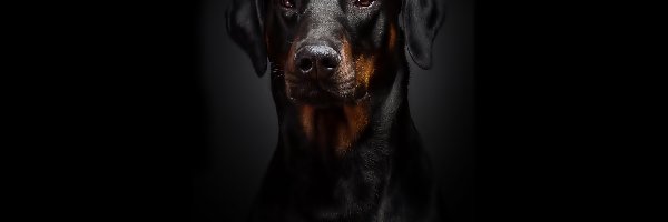 Portret, Tło, Czarne, Doberman