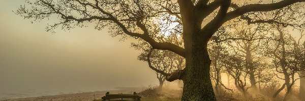 Przebijające, Mgła, Ławeczka, Światło, Drzewa, Bezlistne