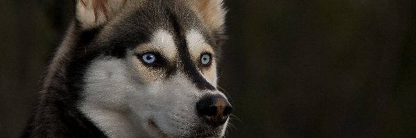 Siberian Husky