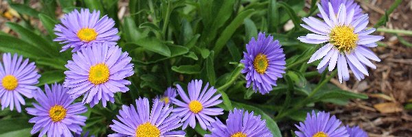 Aster marcinek, Fioletowe, Marcinki