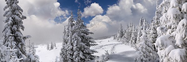 Góry, Świerki, Ośnieżone, Zima