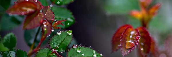 Krople, Listki, Rośliny