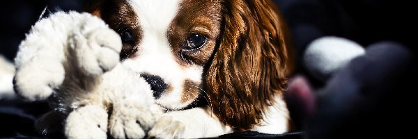 King Charles Spaniel, Szczeniak, Piesek