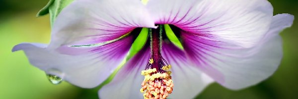 Różowy, Hibiskus, Kwiat, Biało