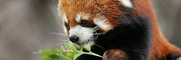 Czerwona, Pandka ruda, Liście, Panda