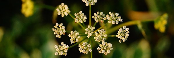 Roślinka, Biały, Ogrodowa, Kwiaty, Dereń
