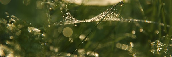 Bokeh, Krople, Pajęczyna, Trawa