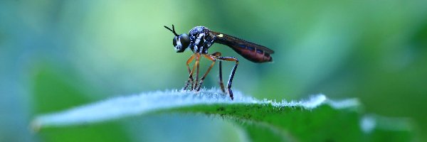 Makro, Błonkówka, Owad