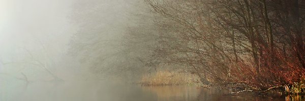 Drzewa, Zarośla, Trawy, Jezioro, Mgła