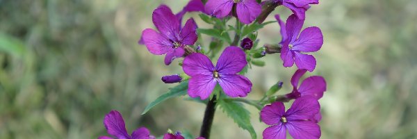 Lunaria, Kwiaty