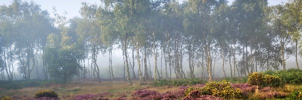 Brzozy, Drzewa, Obszar wyżynny Stanton Moor, Hrabstwo Derbyshire, Anglia, Świt, Mgła, Park Narodowy Peak District, Wrzosowisko