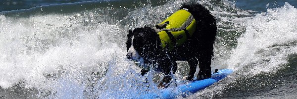 Surfing, Morze, Piesek