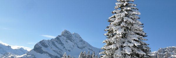 Drzewa, , Ośnieżone, Śnieg, Góry, Zima