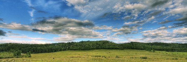 Niebo, Dróżka, Pochmurne, Las, Ogrodzenie, Pole