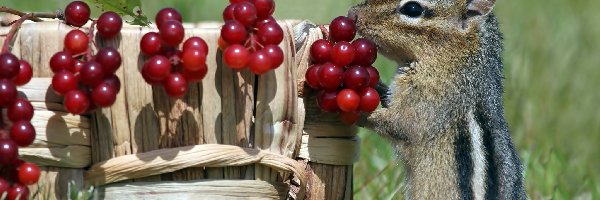 Koszyk, Trawa, Jagody, Chipmunk