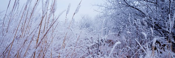 Śnieg, Zima