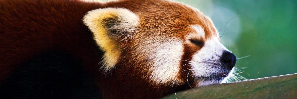 Pandka ruda, Panda, Śpiąca