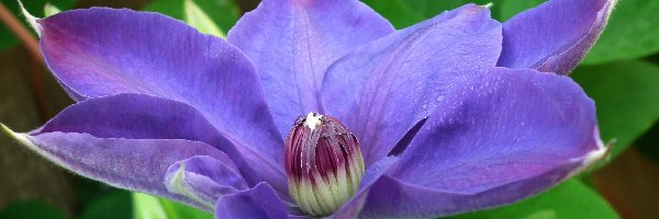 Clematis, Kwiat, Przyroda