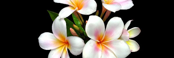 Biała, Plumeria, Kwiaty