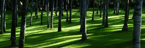 Przebijające Światło, Las, Palmowy