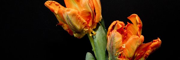 Tulipany