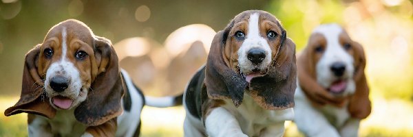 Basset Hound, Szczeniaki, Trzy