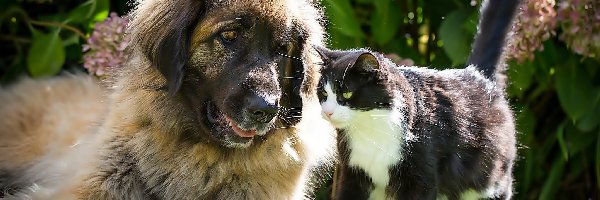 Kotek, Ogród, Pies, Leonberger, Hortensja