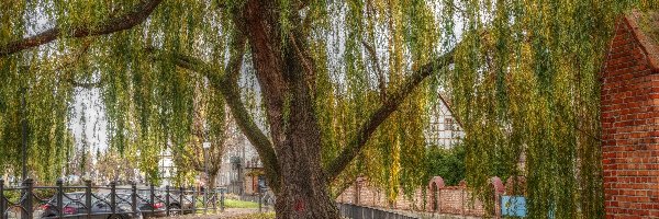 Alejka, HDR, Wierzba, Gdańsk