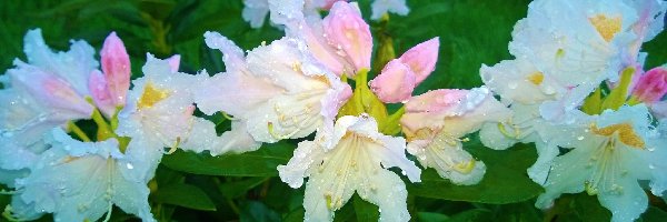 Rododendron, Rosy, Krople, Biały