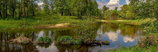 Drzewa, Roślinność, Staw, Łąka