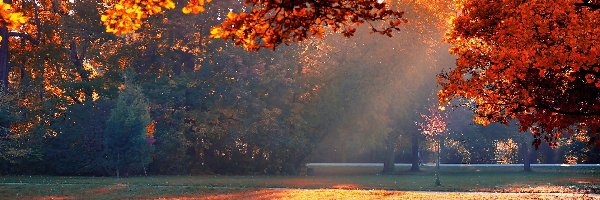 Park, Mgła, Drzewa, Jesień