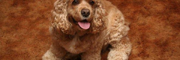 Cocker spaniel amerykański, Szczeniaczek, Słodki