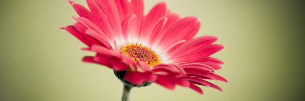 Gerbera, Kwiat