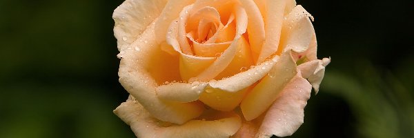 Krople, Róża, Pomarańczowa