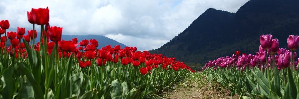 Niebo, Góry, Chmury, Ścieżka, Tulipany