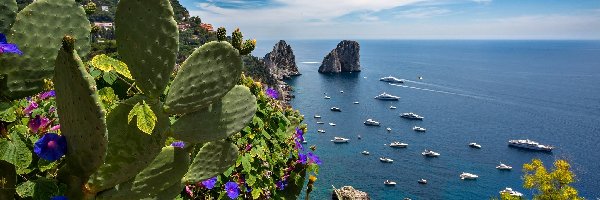 Skały, Kaktusy, Morze, Wybrzeże, Włochy, Capri