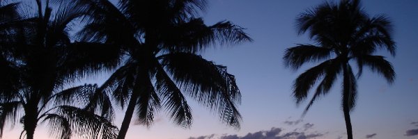 Palmy, Australia, Jezioro, Zachód Słońca