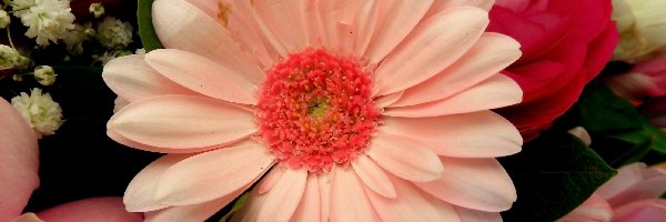 Gerbera, Kwiat