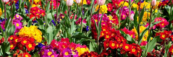 Tulipany, Pierwiosnki, Kolorowe, Różowe