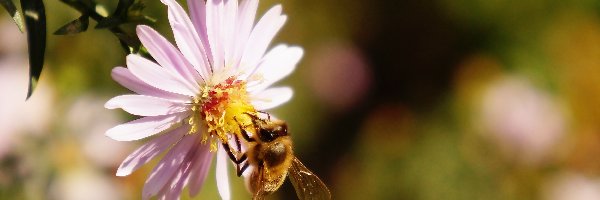 Pszczoła, Aster